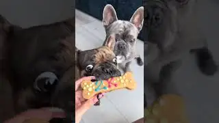 Happy 2k!! Thank you sooo much for all the love 🥹❤️❤️❤️ #frenchiesoftiktok #frenchbulldog #frenchie