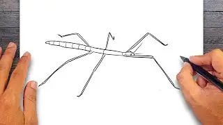 How to draw Stick Insect - Insect Drawing