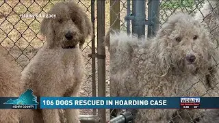 106 Dogs Rescued in Hoarding Case