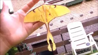 BIG MOTH! Actias maenas female (Malaysian moon moth)