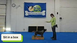 Pivot's AKC Novice Tricks Video