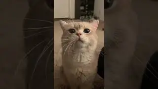 Cash: if a cat got disappointed enough, it&rsquo;ll leave just like a human will do