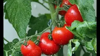 How To Grow Tomatoes On A Balcony