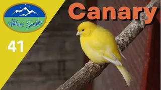 Canary Canaries Bird - for relaxation, sleeping, healing (sound therapy)