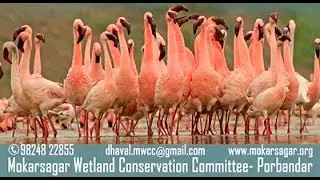 Courtship Dance of Lesser Flamingos at Porbandar