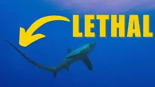 Thresher Shark Facts YOU Didn't Know