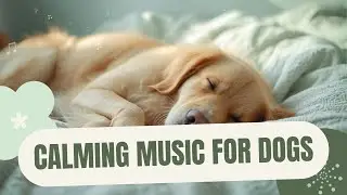 2 Hours of Calming Music for Dogs 🐶 | Anxiety Relief, Deep Sleep, Relaxing Piano for Pets
