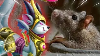 Analisando um rato (rlx que ele n passa leptospirose).