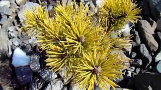 Pinus mugo 'Ophir'