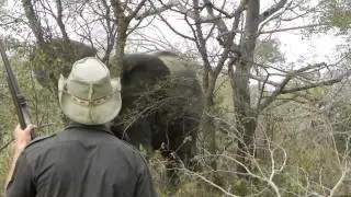 Elephant encounter 2: The charge