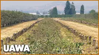 Southern Oregon pear farmer slashes crops amid drought - Meyer Orchards | US AS WE ARE
