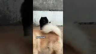 #puppyLove #chowchow #Drake #vhinzokenad