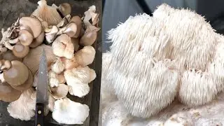 RIQUÍSIMA RECETA de HONGOS cultivados en casa | Ostras y Melena de León