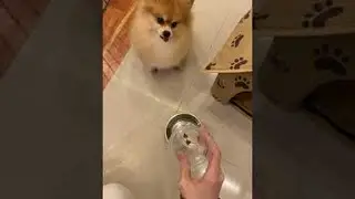 Pomeranian Doesn't Approve of Diet || ViralHog