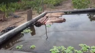 menabur bibit ikan nila ukuran dua jari
