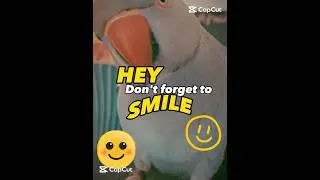 😃#shorts #smilemakeover #smile #parrotshorts #positiveshorts #parrotshorts #smilemore #petshorts
