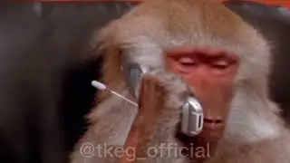 Funny Monkey phone call