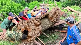 Bertarung Melawan Kayu Raksasa! Pohon Berusia 70 Tahun Akan Ditebang Sungguh Momen Mengerikan!