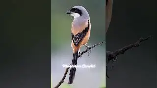 Masteran Cendet Gacor Ngerol