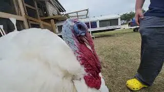 Turkey at Suwannee river Rendezvous in Mayo, FL Notice the pigeon limousine in background..