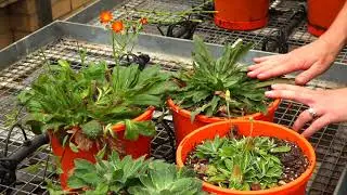 How to identify hawkweed