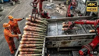 Inside the Massive Automated Bamboo Shoot Processing Factory