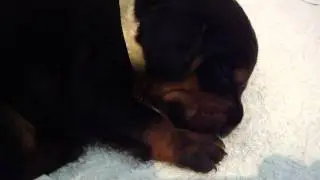 INDAGATUS.polish.hunting.dog.MP4