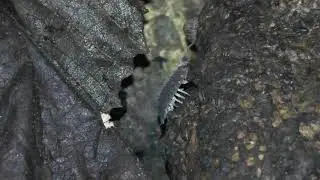 Isopoda  - Rollie pollie