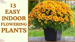 13 Best Outdoor Flowering Plants for Beginners |