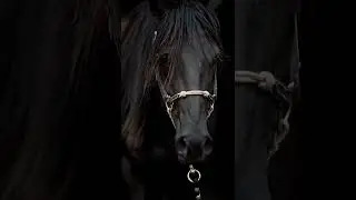 Красотка 🐴 | #shorts #viral #trending #sports #pets #horse #eguestrian #music #dressag