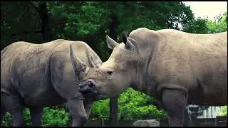 Kid-friendly fact about Rhino! #animals #wildlife #animal #rhino #amazing #nature #earth 