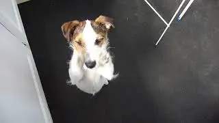 MILO'S STORY-LEARNING TO SPIN AND TO STAND