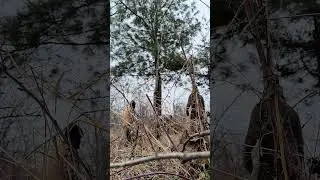 Got the saw stuck