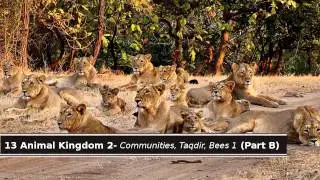 13 Quran & Science - Animal Kingdom 2: Communities, Taqdir. Bees 1 (Part B)