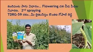 Redgram/తాండూర్ కంది tdrg59 సాగు పద్దతులు flowering దశలో చీడ పీడల నివారణ.. మీ గోపాల్ రెడ్డి