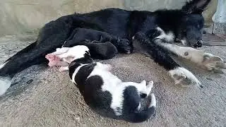 NATIVE DOG BREASTFEEDING TIMELAPSE 🐶🐕#TIMELAPSE #shorts #pets #nativedogs #thanks #please_subscribe
