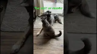 Buttercup's Animal House- Looks at this cute Cat try to get her Best Friends attention