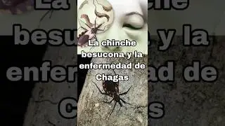 Chinche besucona y la enfermedad de Chagas #chagas #enfermedad #tripanosoma #chinche #fyp #ytshort