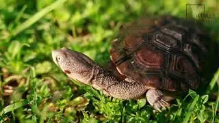 Interesting facts about snake necked turtle by weird square