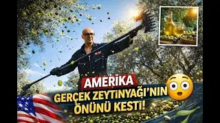 Zeytinyağı Soframızdan Neden Uzaklaştırıldı? | Hasat, Sağlık ve Gerçekler