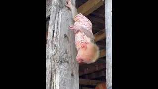 Baby Monkey Boum Family 🐒 | Cute & Funny Monkey Moments That Will Melt Your Heart