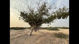 Unbelievable Tree That Hugged Itself in the Desert &ndash; Nature&rsquo;s Wonder