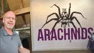 Phidippus Project Jumping Spiders at Swaner Ecocenter