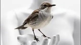 Mockingbird - Music Video