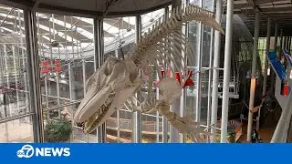 Bay Area Insider: What you've seen at Cal Academy is the tip of the iceberg