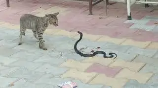 Cat Vs Snack Fighting Morning Video  #snake #cobra #indiansnacks #cat #fighting Full HD