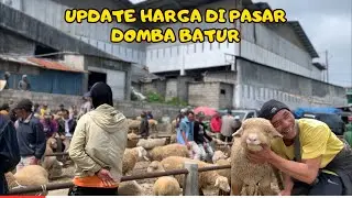 PASAR DOMBA BATUR TERBARU‼️
