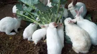 Top 10 Interesting Misconceptions About Animals