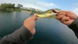 Urban Bass Fishing in Seattle - South Lake Union and Fremont Cut