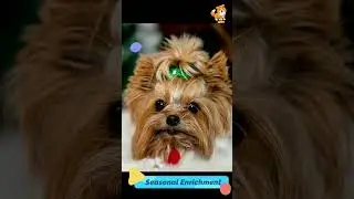 active | S1970 #cute #cutedog #dog #cutedog #dogs #cute #shorts #youtubeshorts #tiktok #puppy #pet